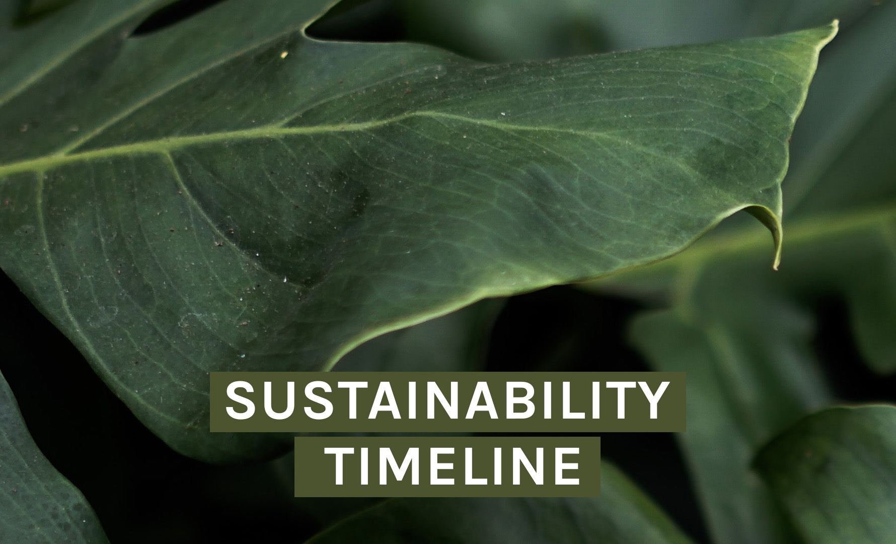 Our Sustainability Timeline