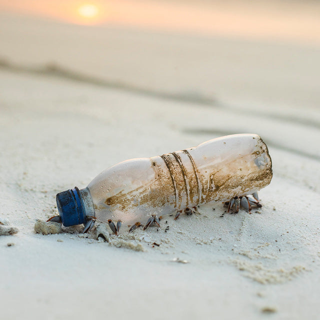 Verschmutzte Plastikflasche im Sand, umgeben von kleinen Krabben, PURELEI inspiriert.